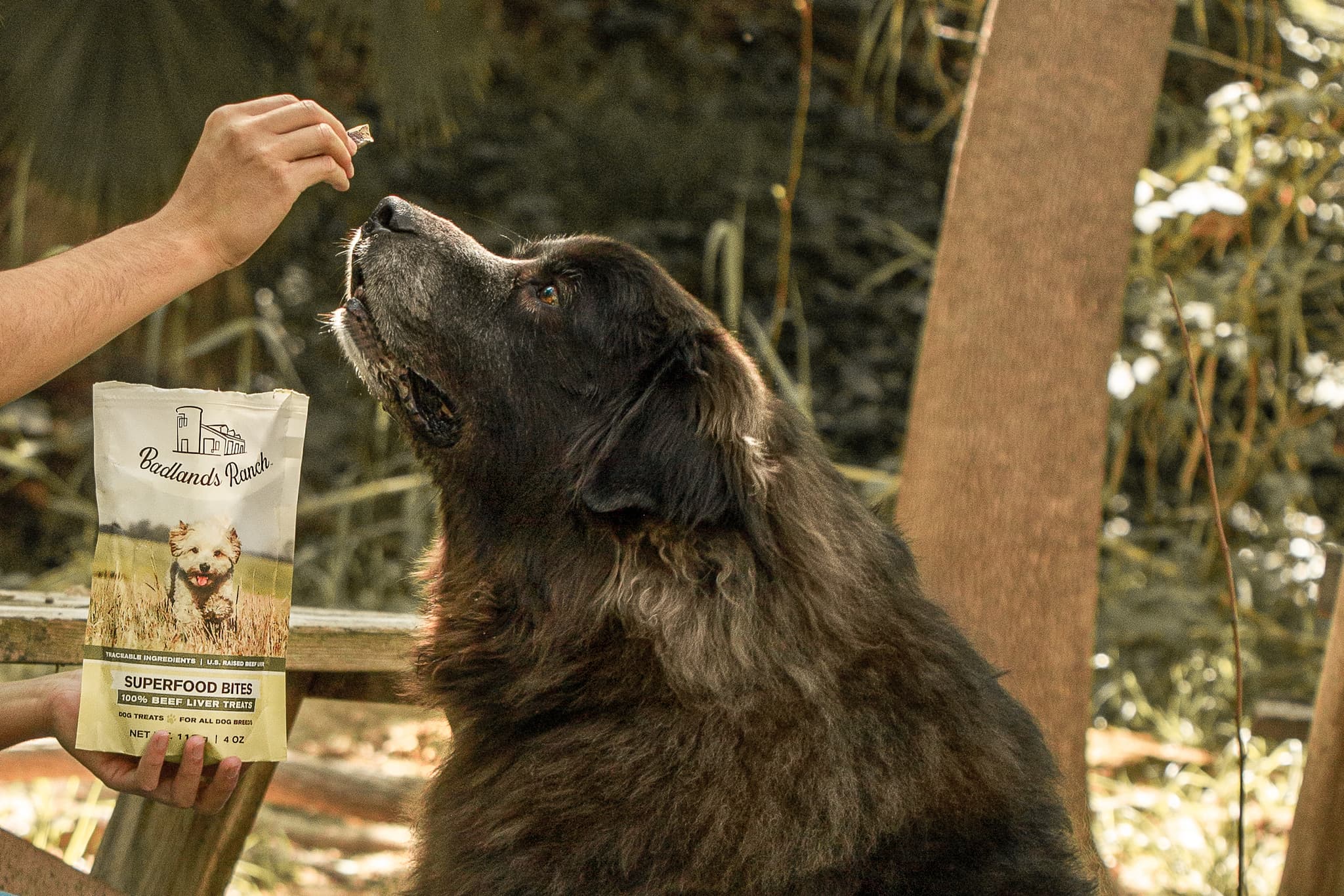 The Antioxidant Benefits in Dr Martys Dog Food Explained