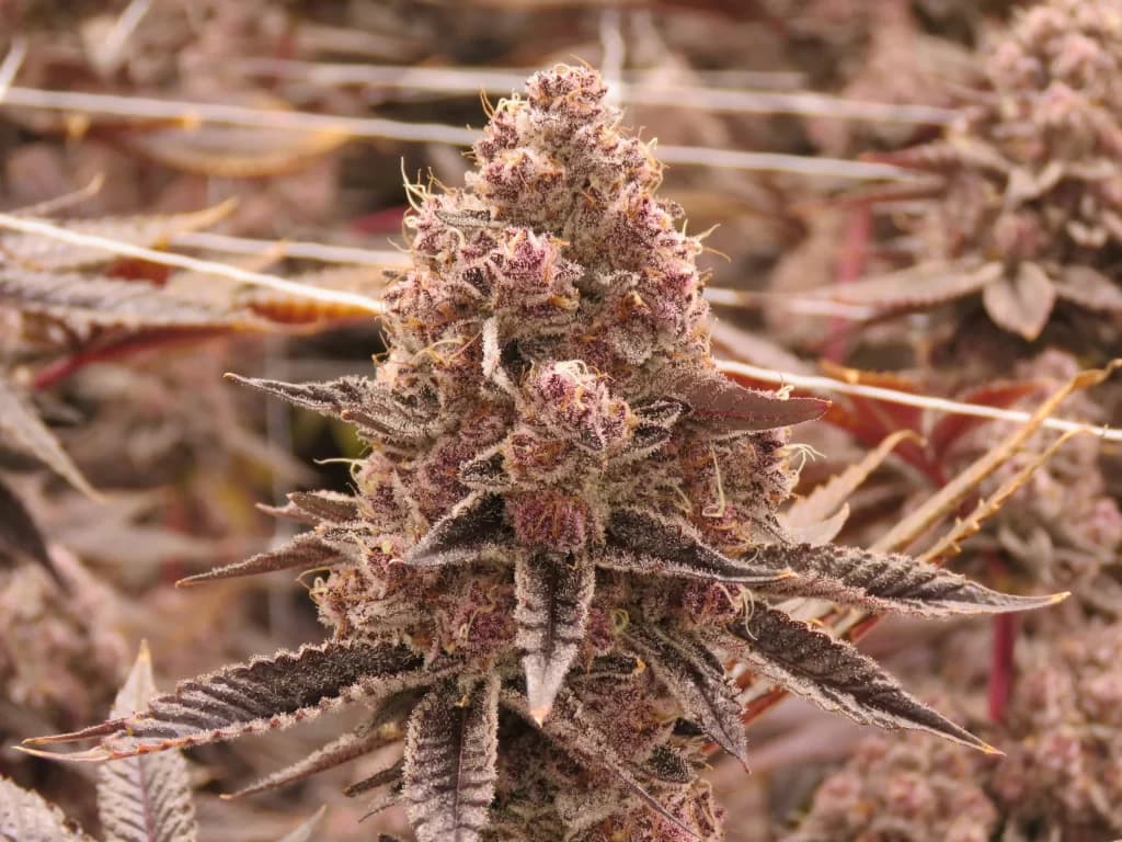 Bud Cargo: Your Go-To Canadian Store for the Popular donkey butter strain