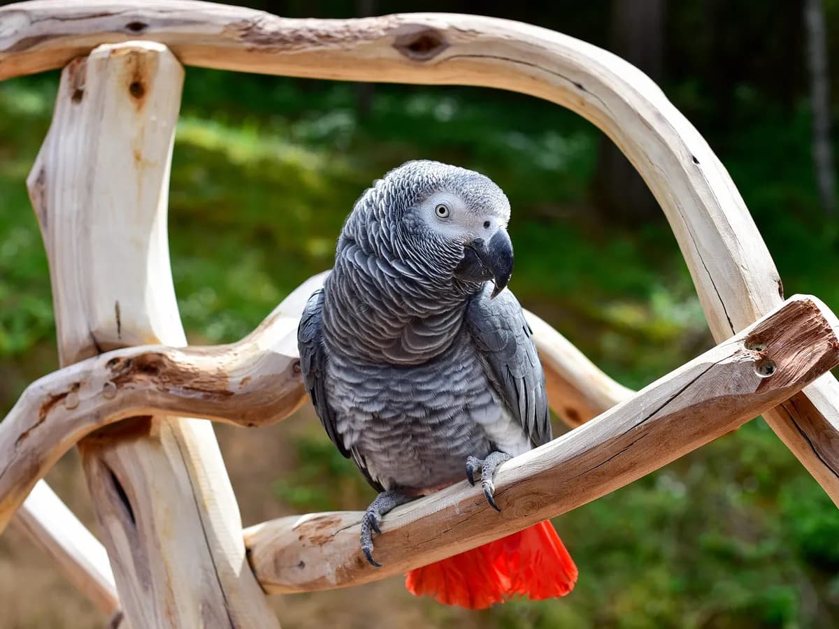 African Grey Parrots for Sale – Exotic Companions from Amazing Birds Farm