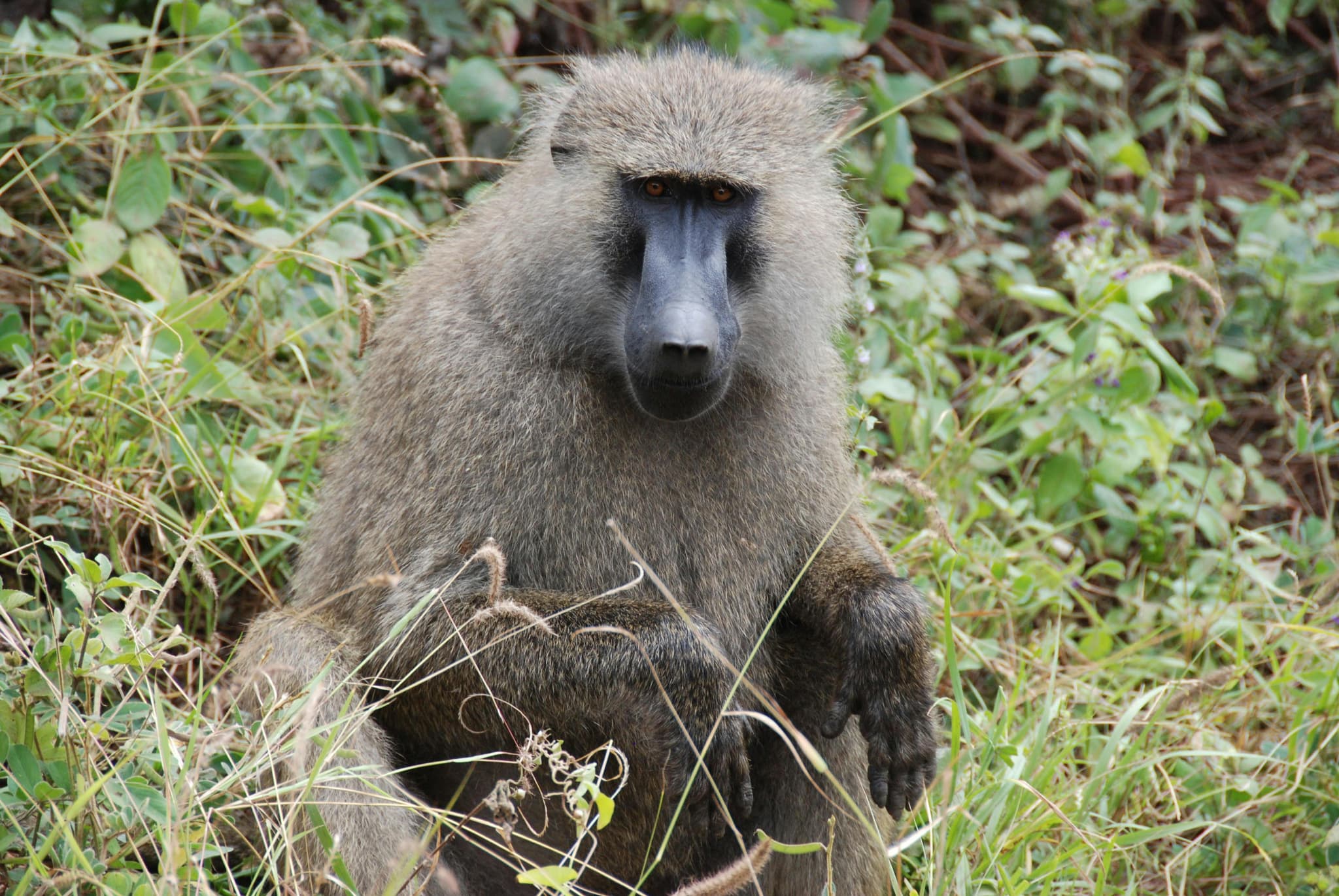 Unforgettable Kenya Tanzania Safari Memories Await You