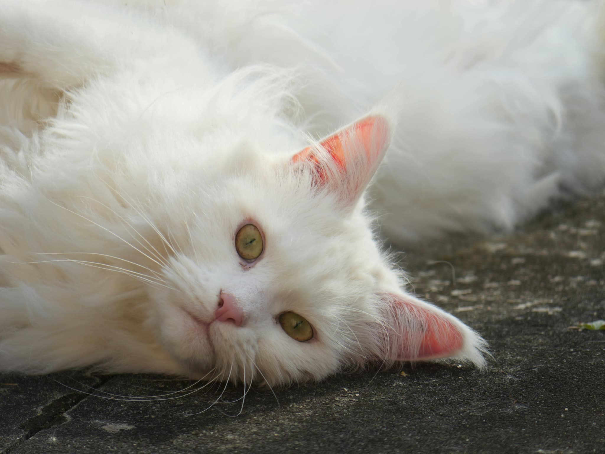 Maine Coon Cats for Sale Near Me – Friendly &amp; Socialized Cats