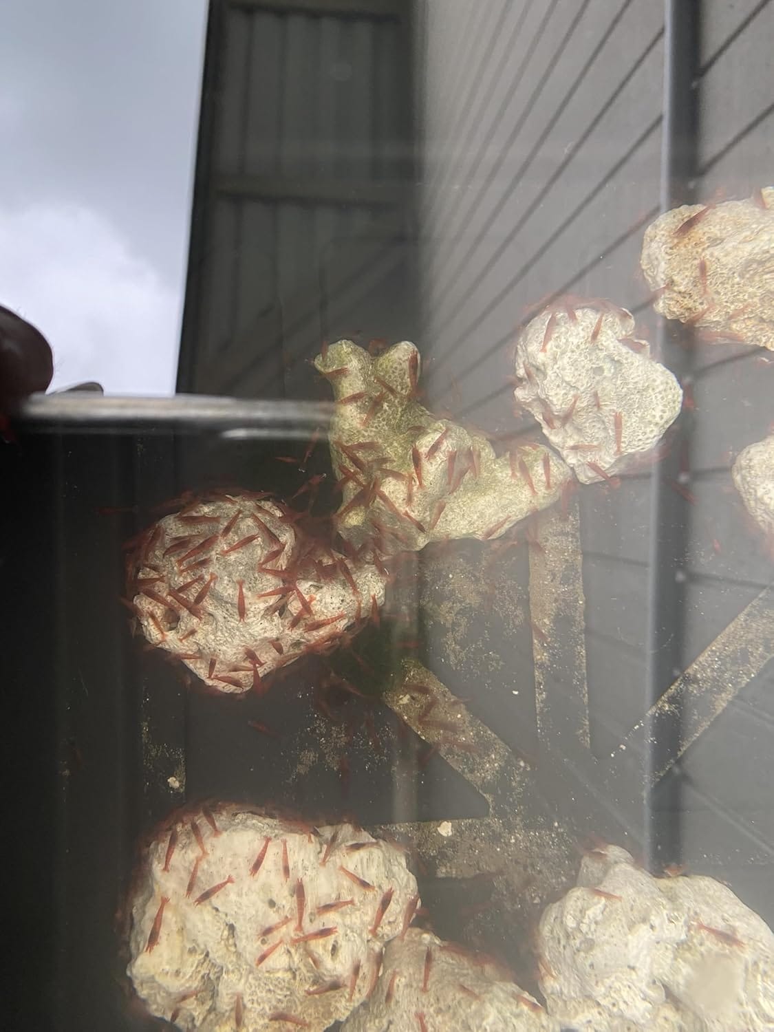 Healthy Opae ula for sale for Self-Sustaining Aquariums