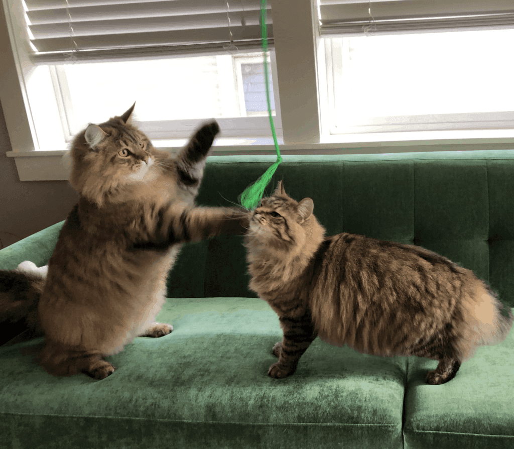 Automatic Cat Toys Catshoponline – Smart Entertainment for Active Cats