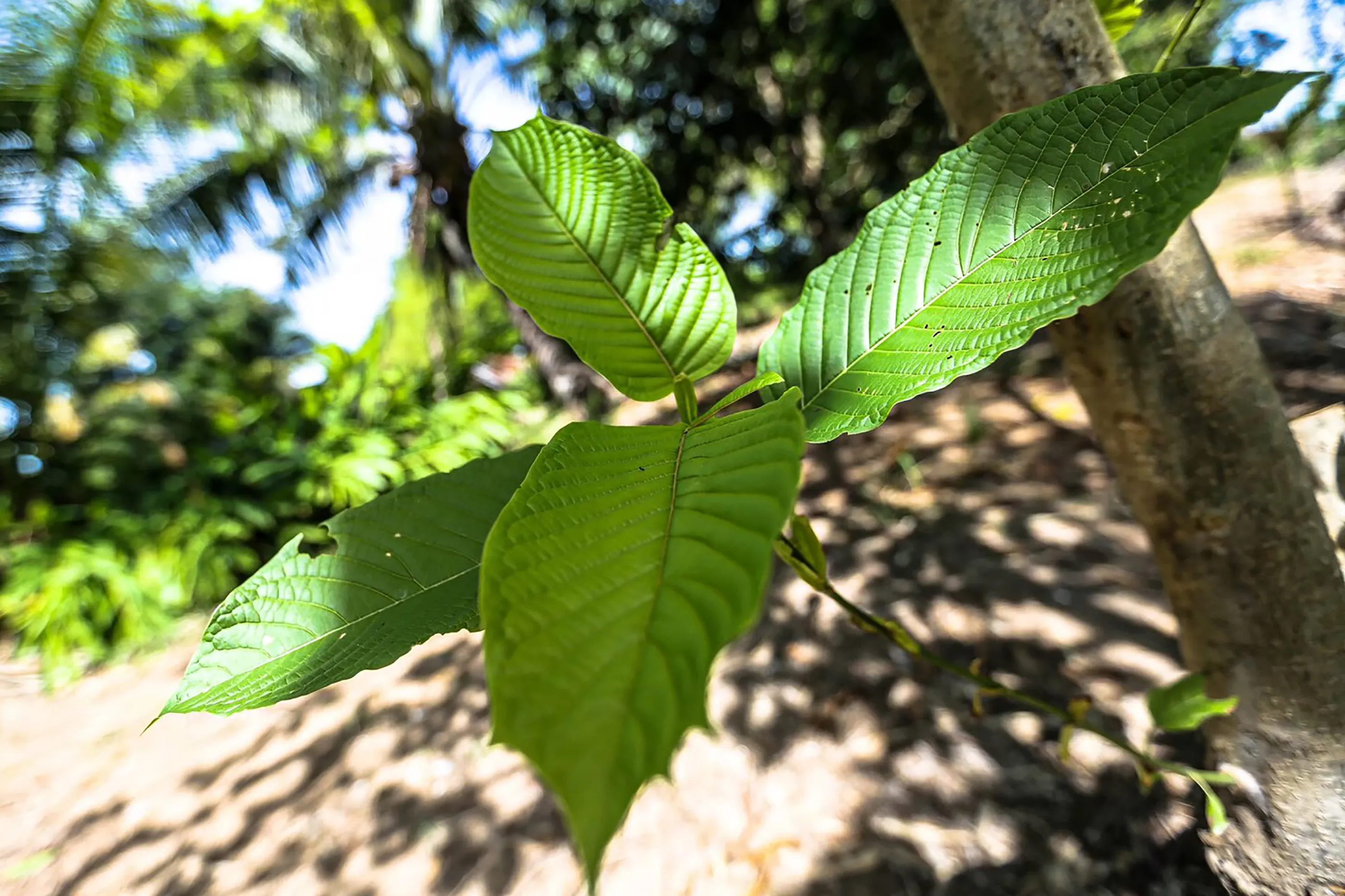 Your Complete Kratom Chiang Mai Shopping Guide