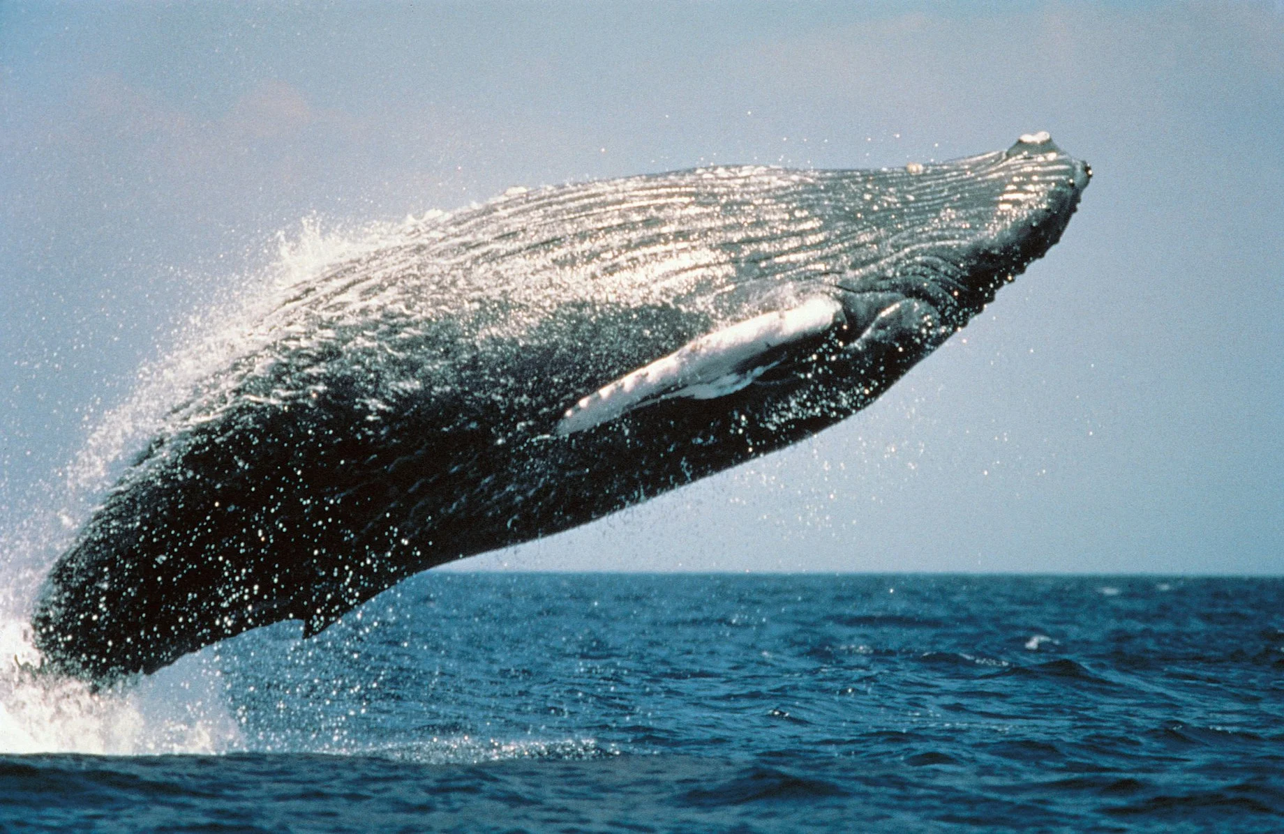 Building Legal Futures: A-LAW and marianthi baklava for Marine Protection
