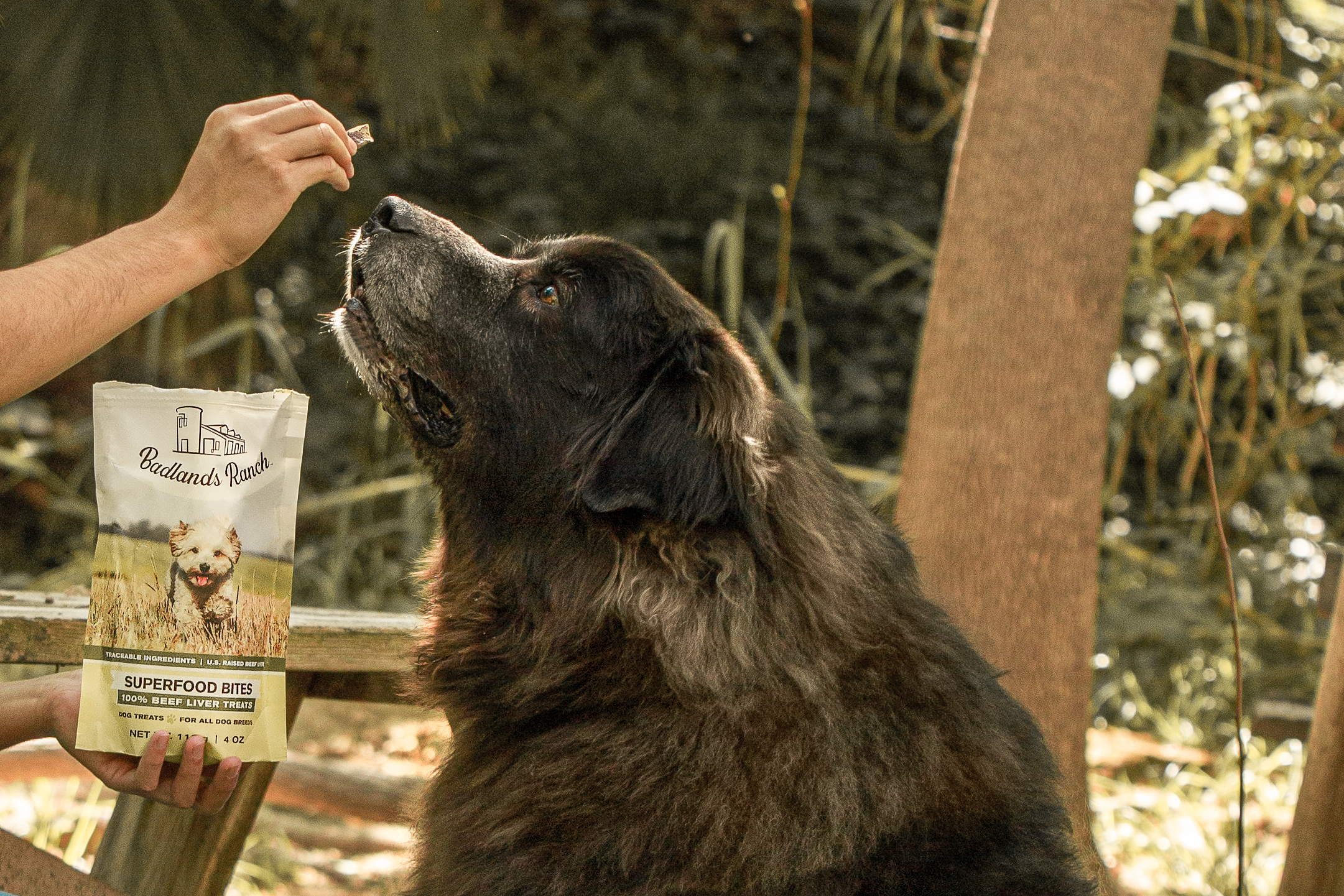 The Antioxidant Benefits in Dr Martys Dog Food Explained