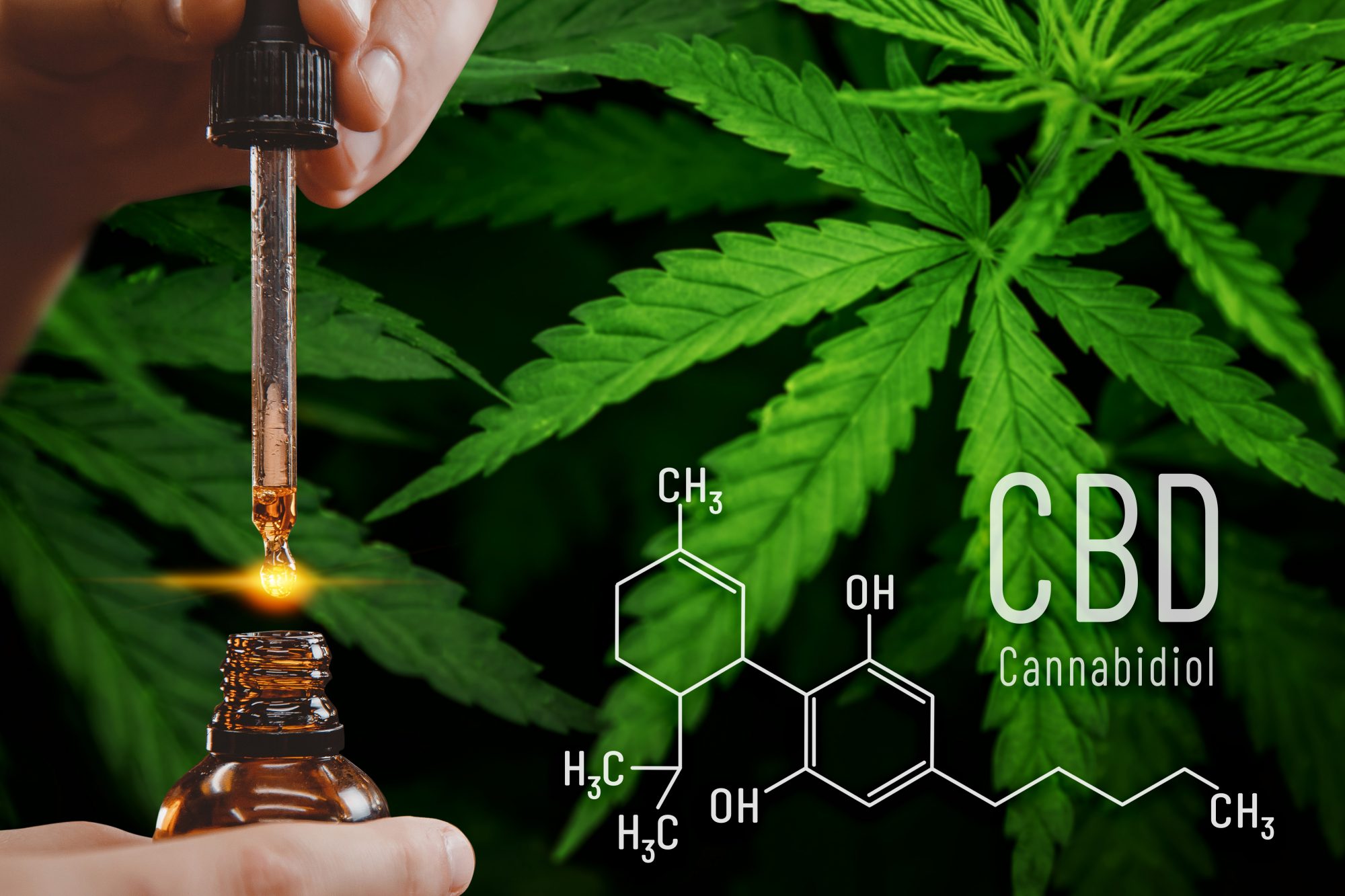 Les avantages et usages de l'huile cbd hollyweed pour votre santé