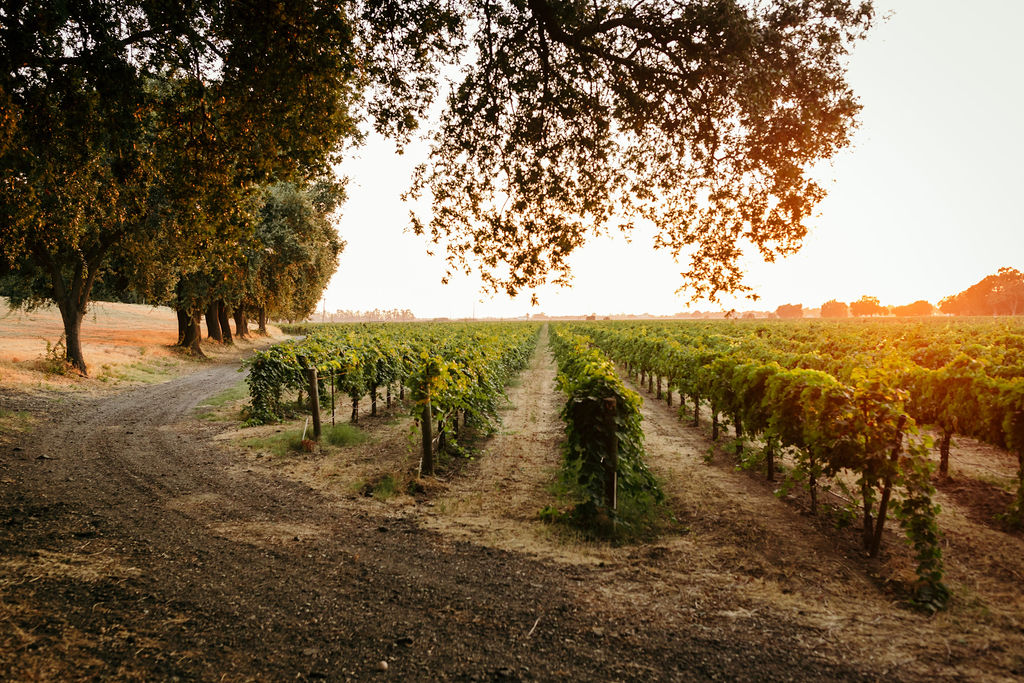 Why Clarksburg is a Must-Visit for Wine Lovers and Tourists