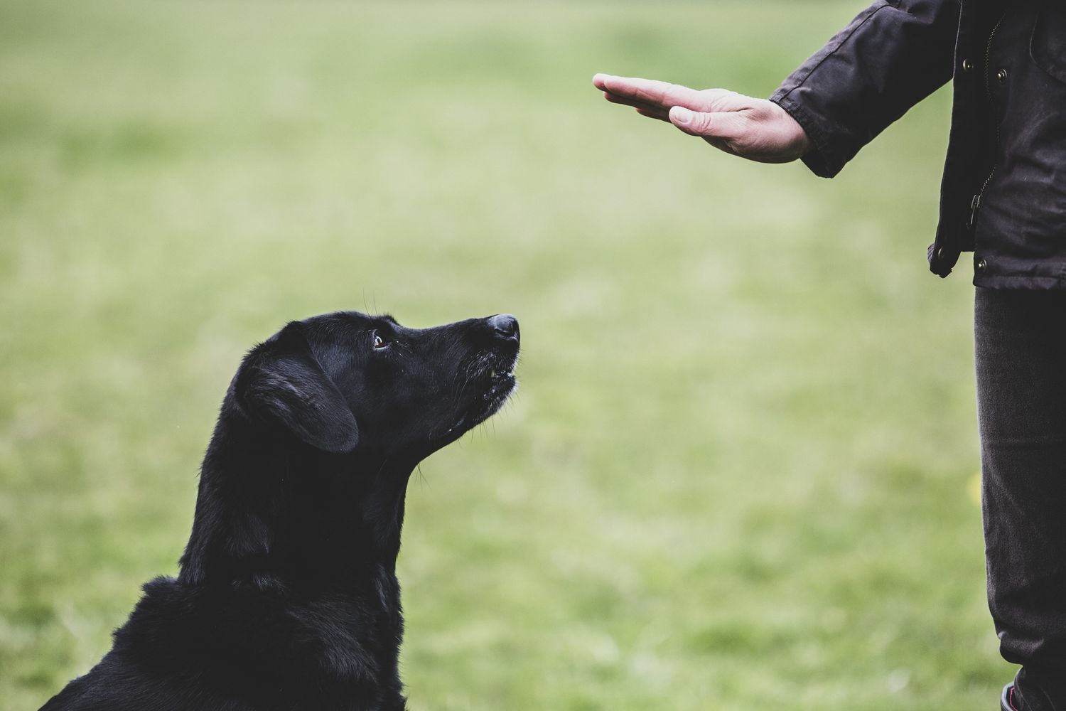 Smell Training for Dogs: Unlock Your Dog’s Natural Nose Power