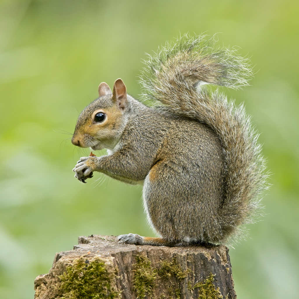 Expert Squirrel Removal with Guaranteed Results