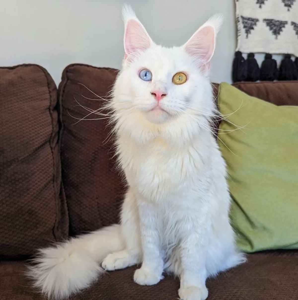 Looking for Maine Coon Cats for Sale in Sacramento? Visit Amore Cattery