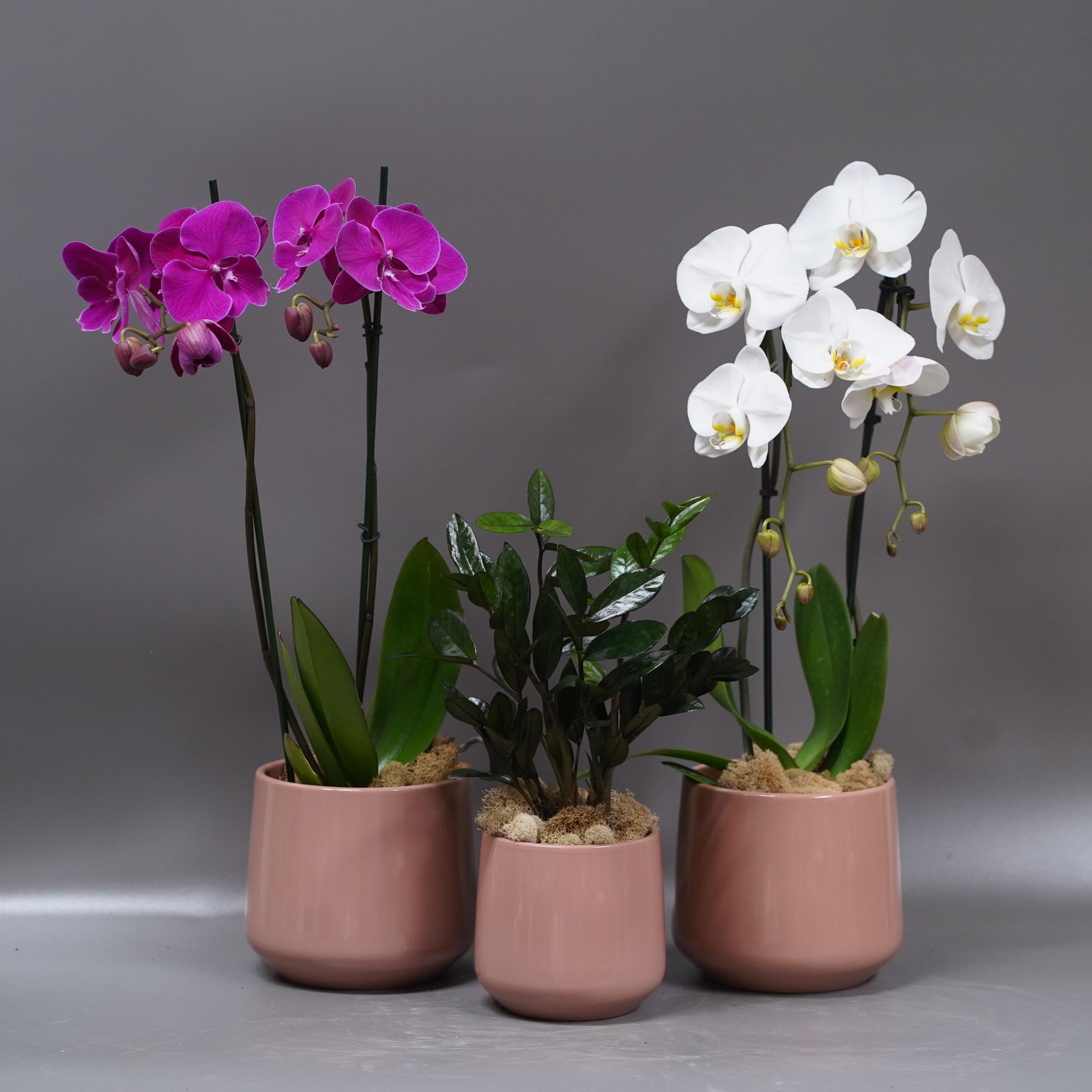 Best Flower Shop in Miami for Fresh & Elegant Roses