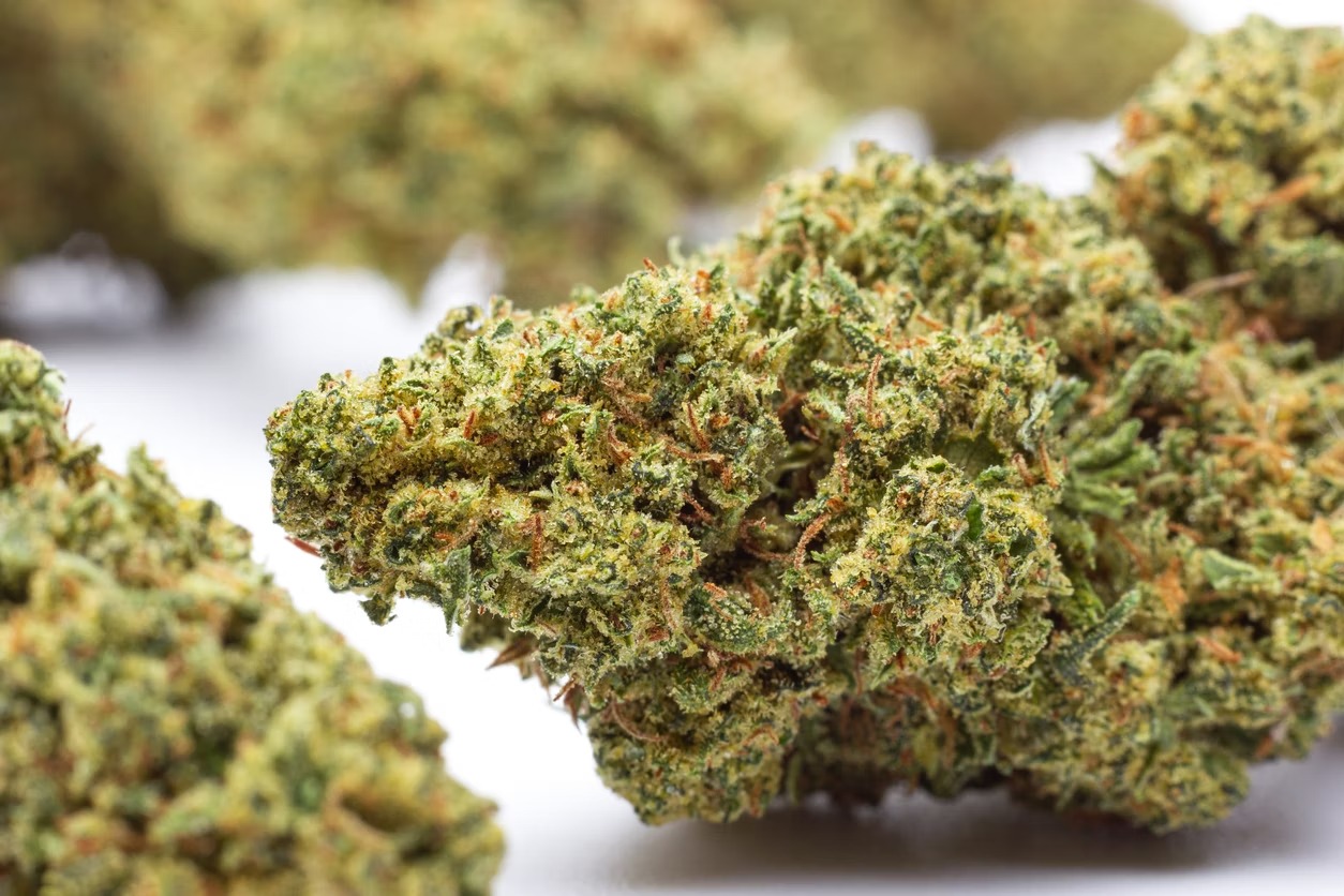 Black Truffle Strain – Bud Cargo Delivers Ultra-Rich Cannabis Profiles