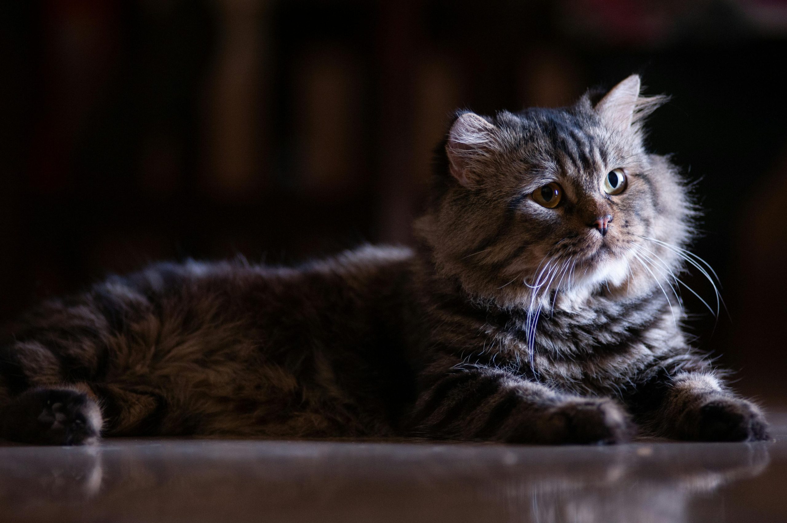 Coon Cats for Sale in California: Reserve Your Maine Coon Kitten Today