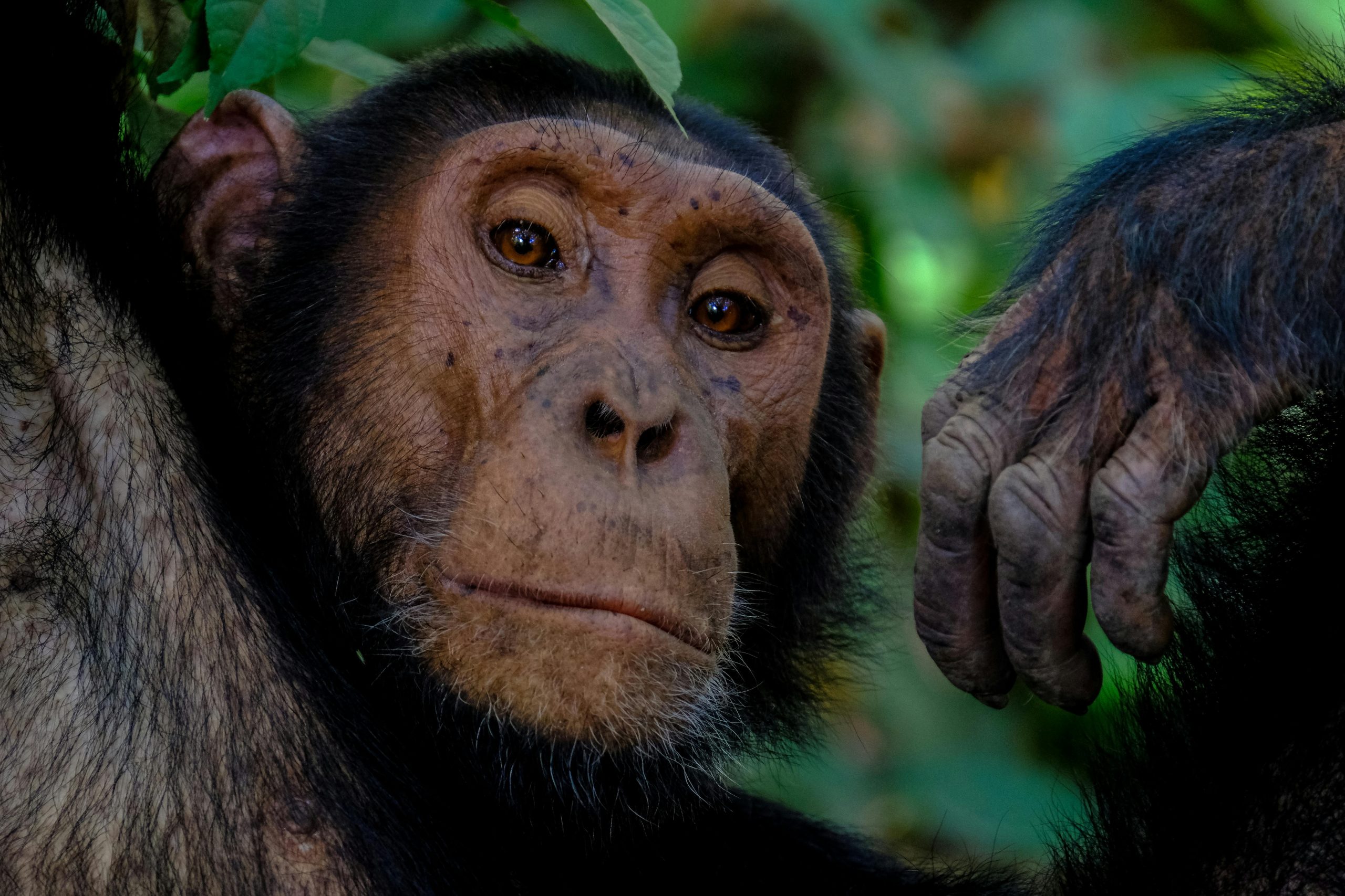 The Ultimate Guide to Chimpanzee Trekking Tours in Africa