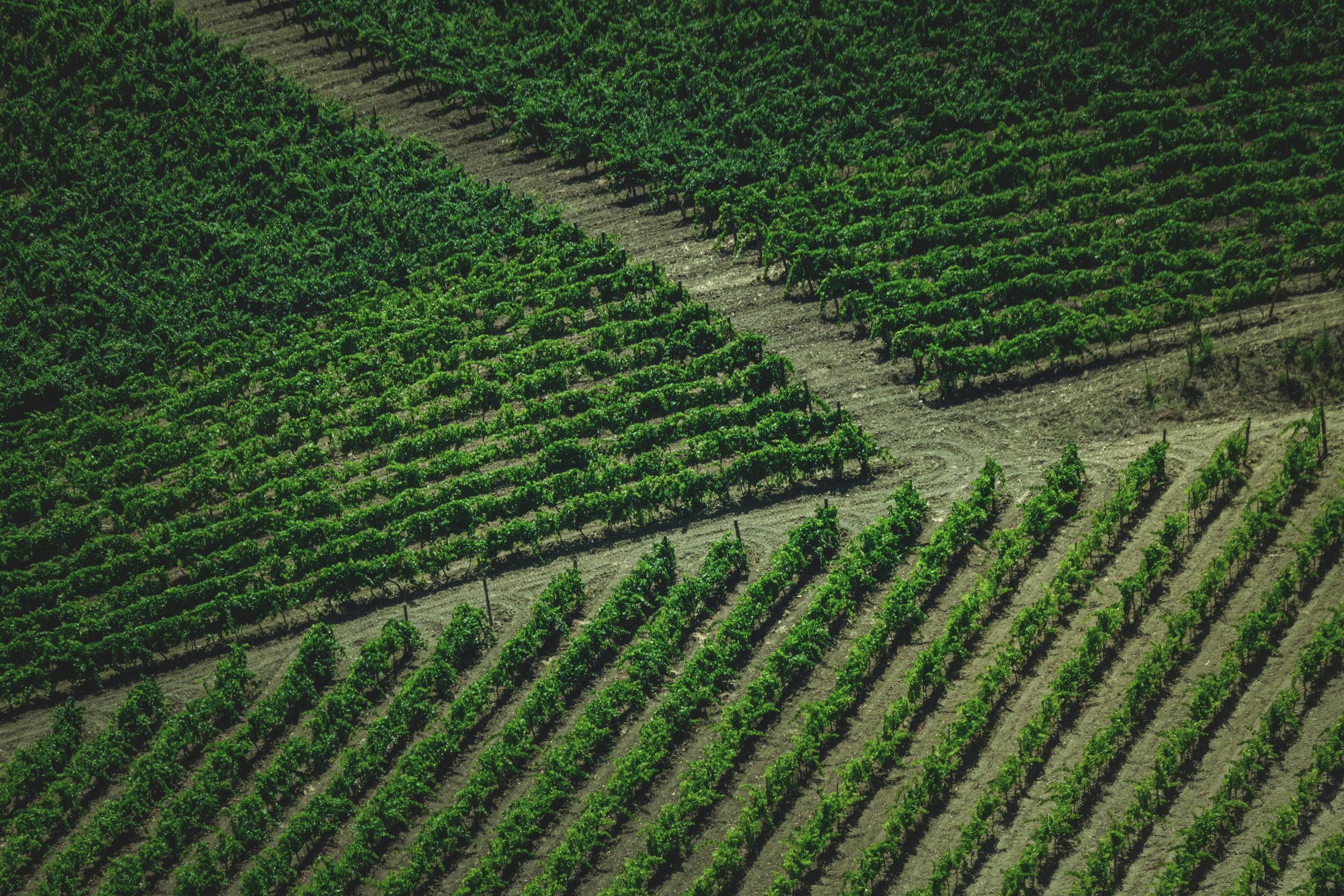 Clarksburg CA Wineries: Where Tradition Meets Taste