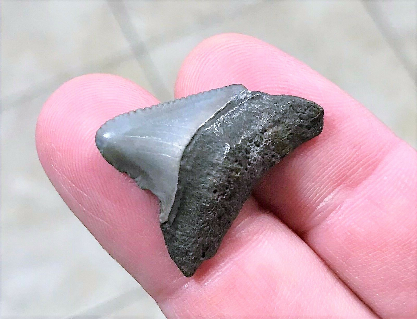AUTHENTIC MEGALODON TEETH: HISTORY AND FACTS ABOUT THESE GIANTS