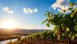 Capture the vineyards and landscape of Carksburg CA during sunset with vibrant hues and tranquility.