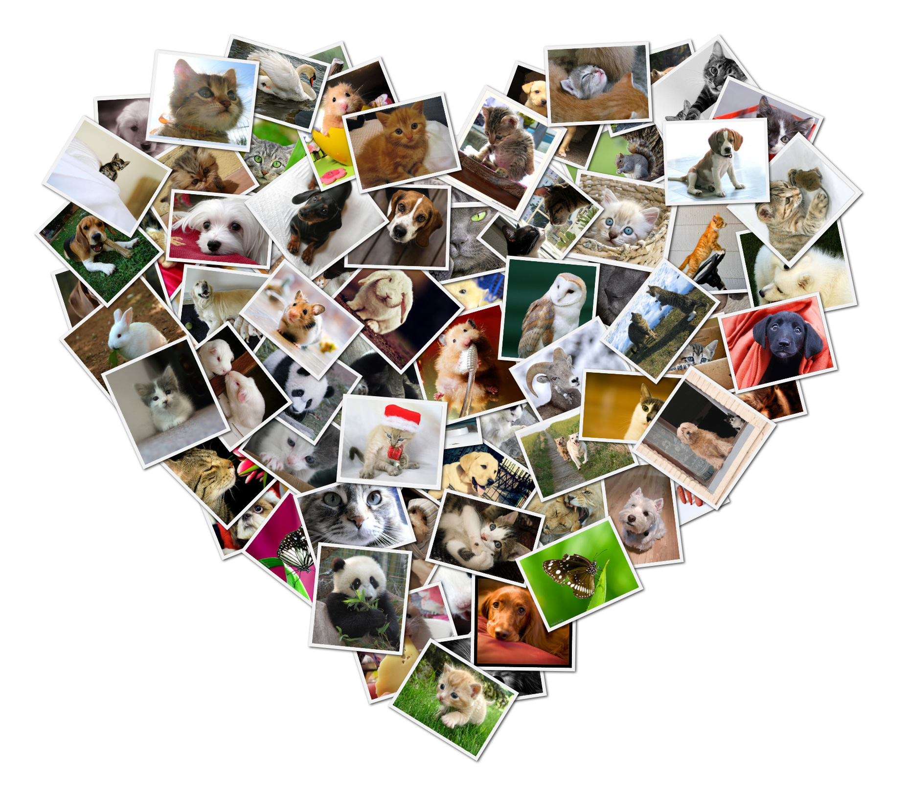 Collage Maker with Auto-Creation and Shape Decomposition Features
